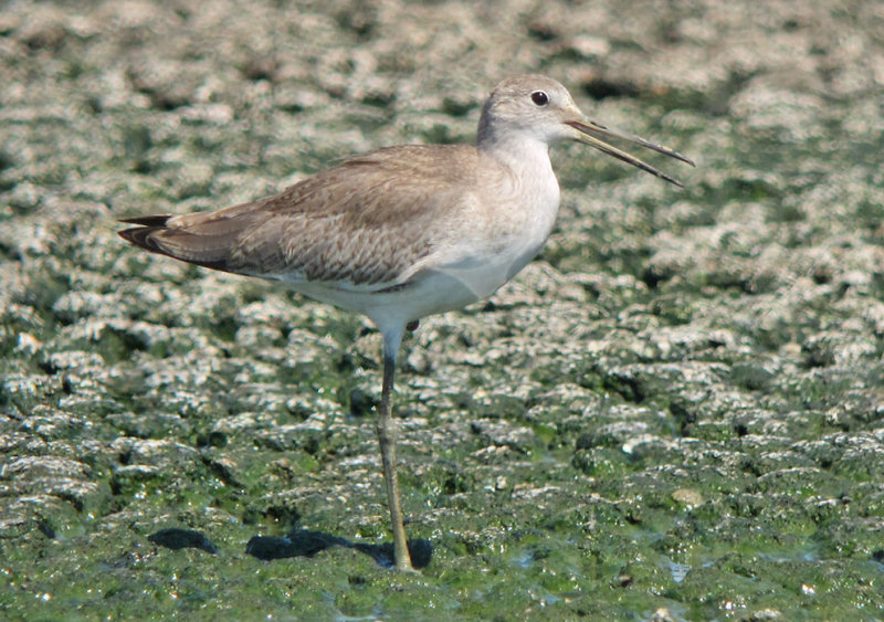 (Western) Willet