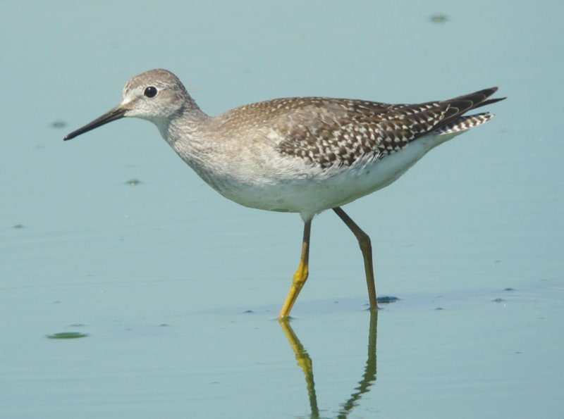 Lesser Yellowlegs