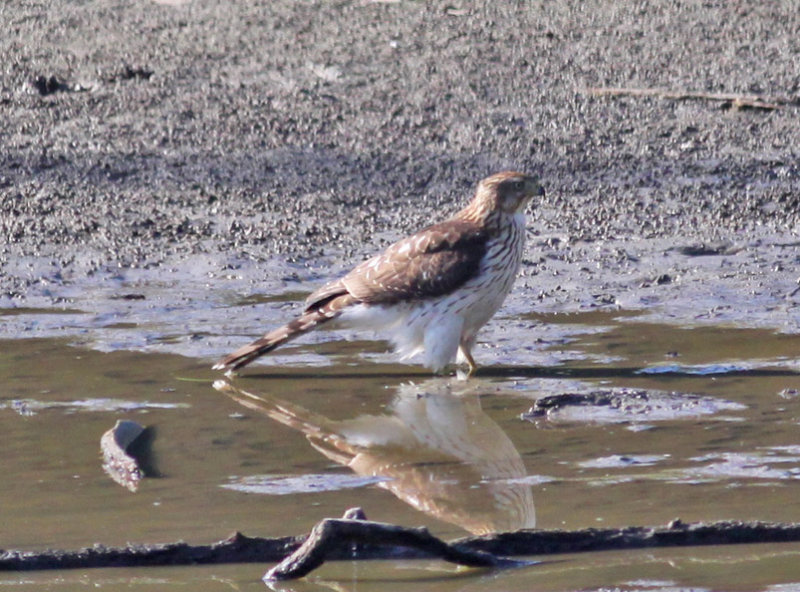 Coopers Hawk