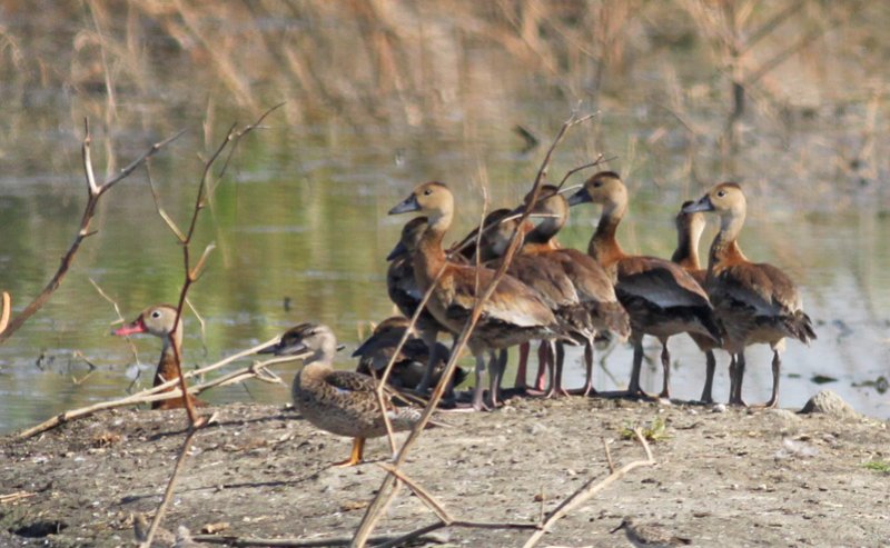 Black-bellied Whistling Ducks