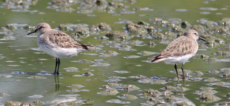 White-rumped Sandpipers
