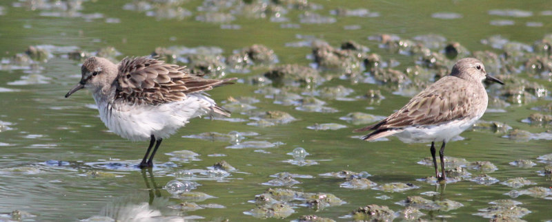 White-rumped Sandpipers