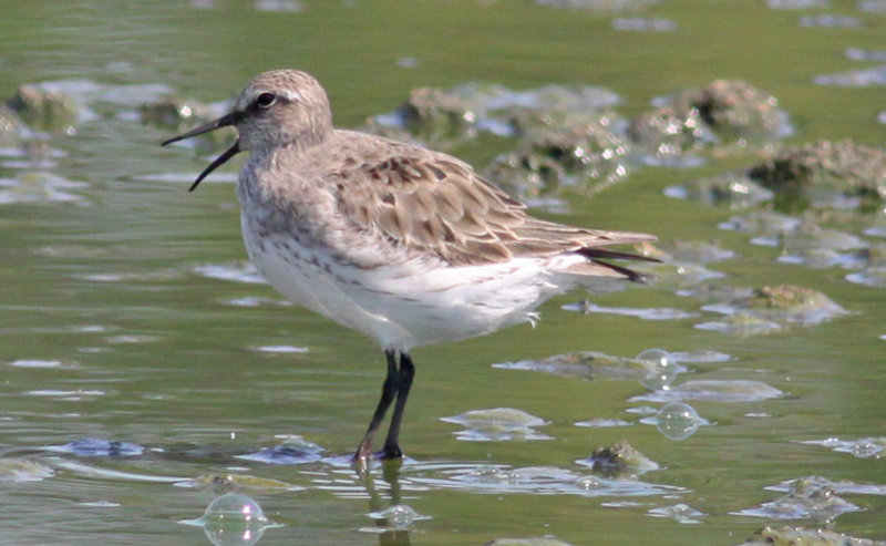 White-rumped Sandpiper