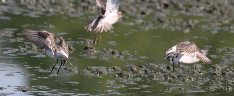 White-rumped Sandpiper