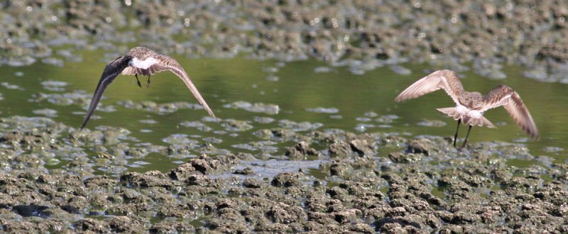 White-rumped Sandpiper