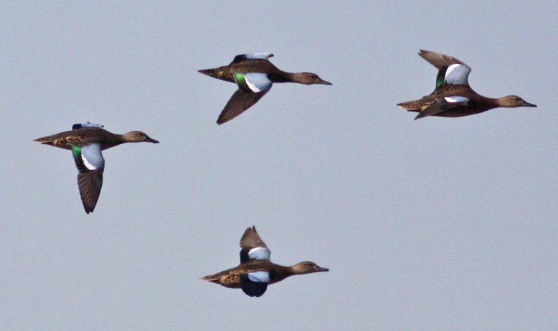 Blue-winged Teal