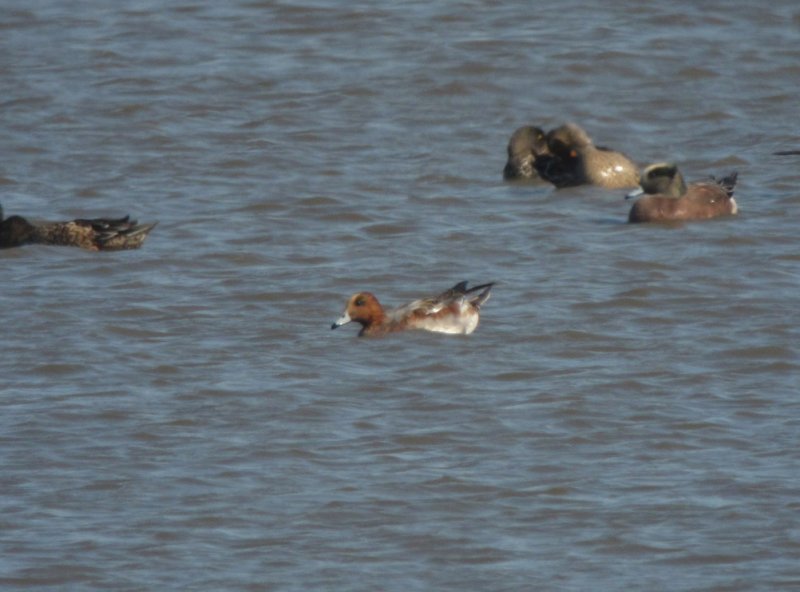 Eurasian Wigeon