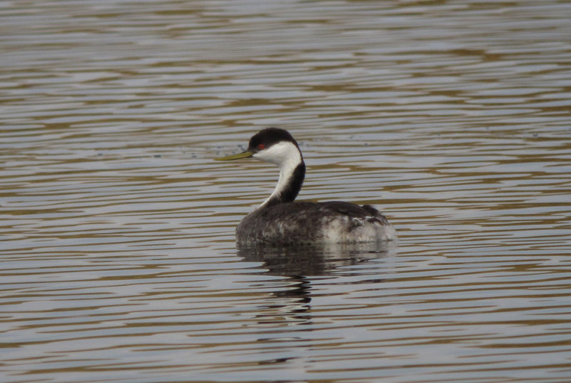 Western Grebe
