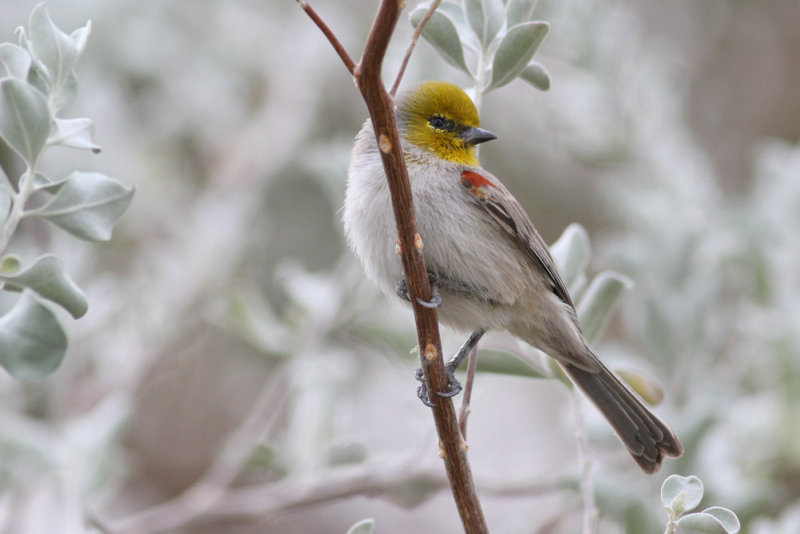 Verdin