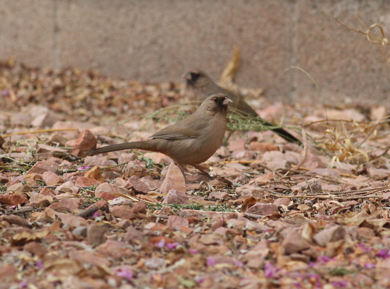 Aberts Towhee