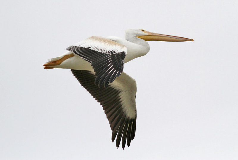 American White Pelican