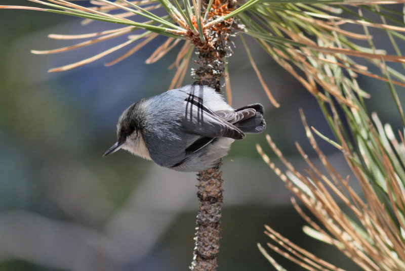 Pygmy Nuthatch