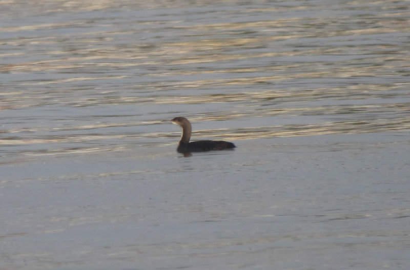 Pacific Loon