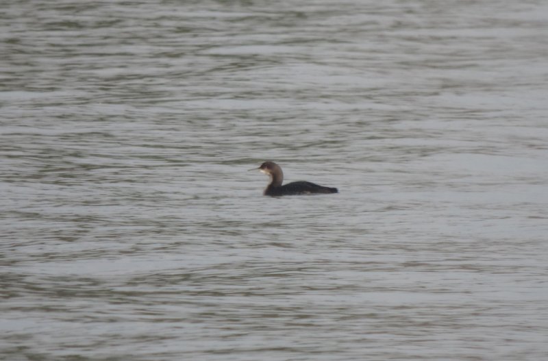 Pacific Loon
