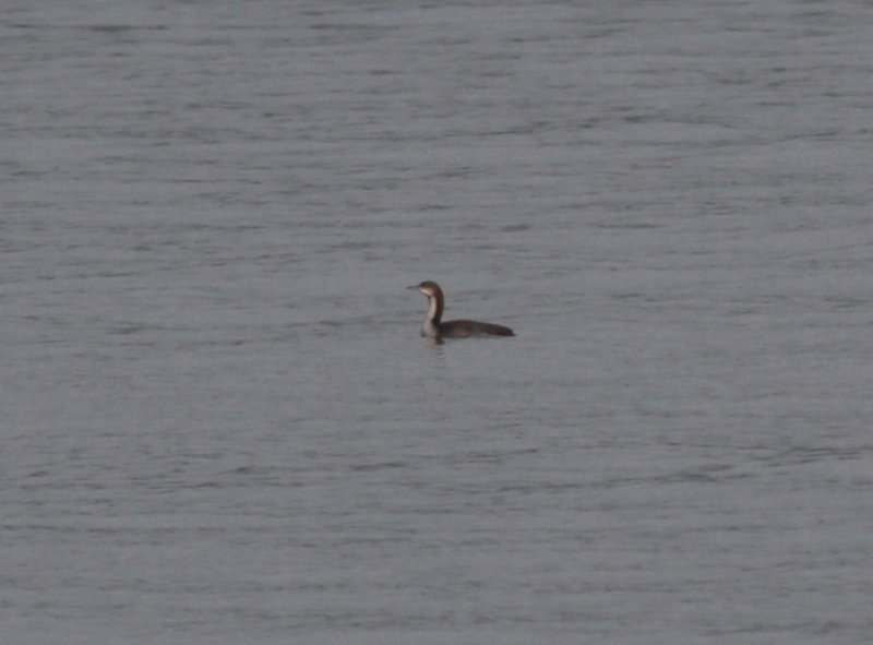 Pacific Loon