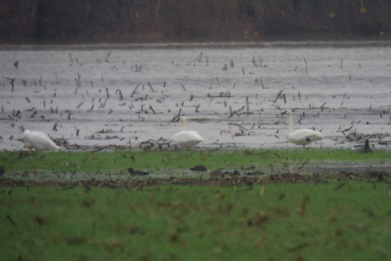 Tundra Swans