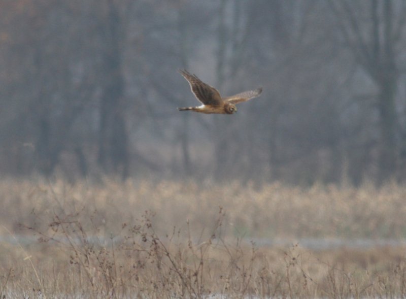 Northern Harrier