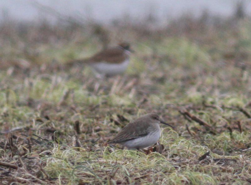Dunlin