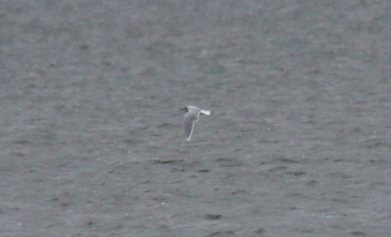 Little Gull