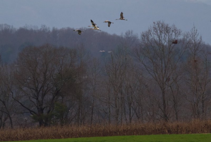 Whooping Cranes