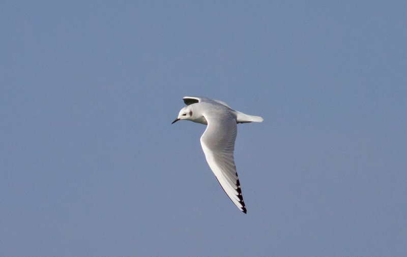Bonapartes Gull