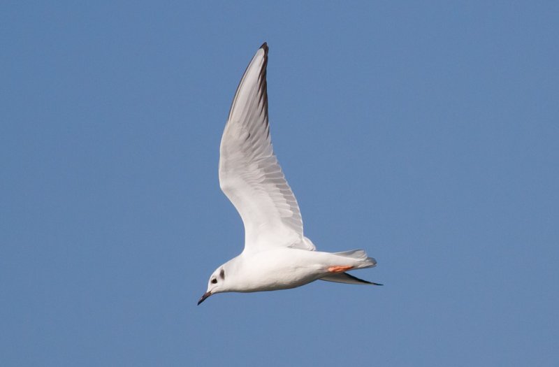 Bonapartes Gull