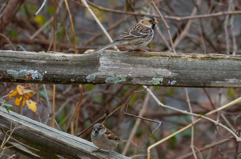 Harriss Sparrow
