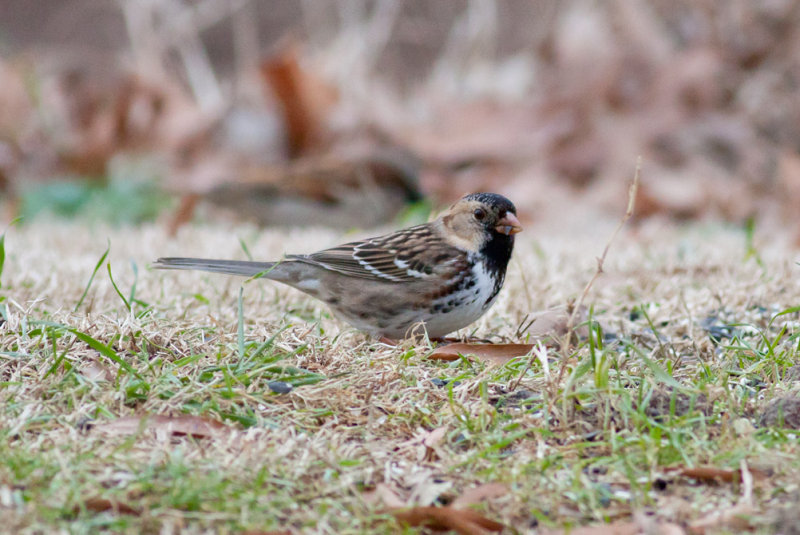 Harriss Sparrow
