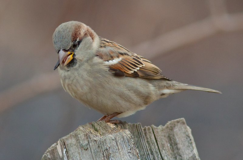 House Sparrow