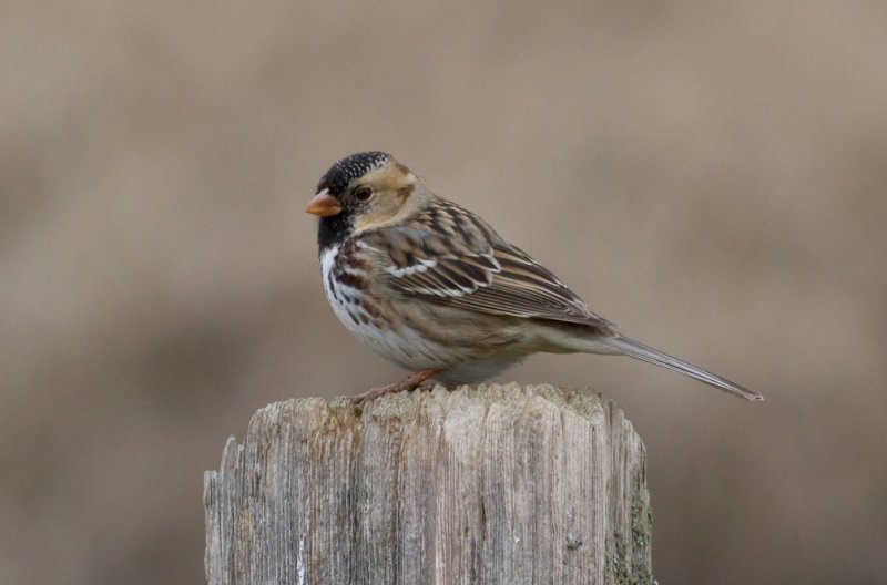 Harriss Sparrow