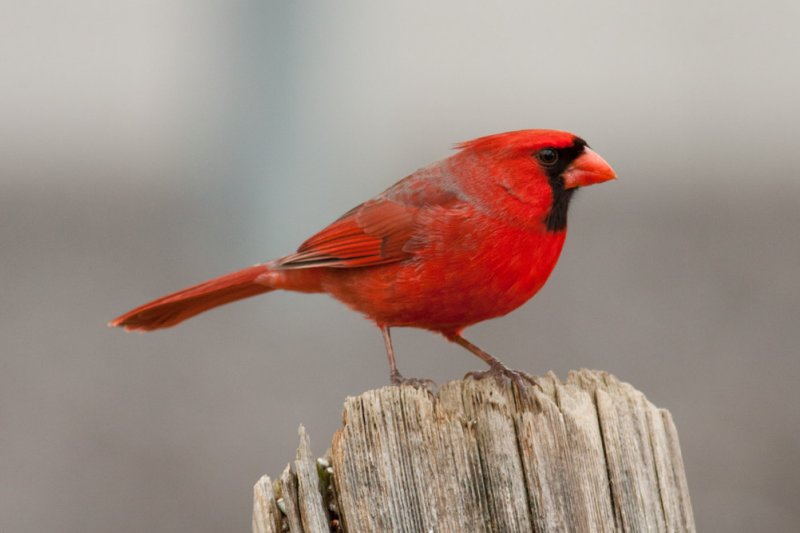 Northern Cardinal
