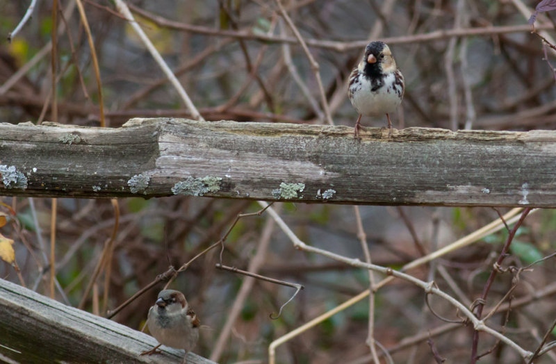 Harriss Sparrow