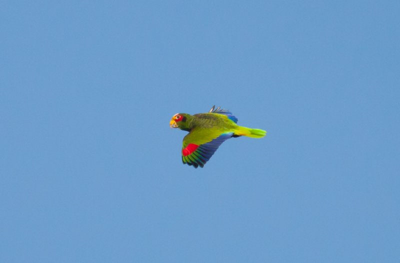 Yellow-lored (Yucatan) Parrot