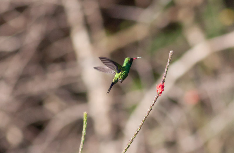 Canivets Emerald