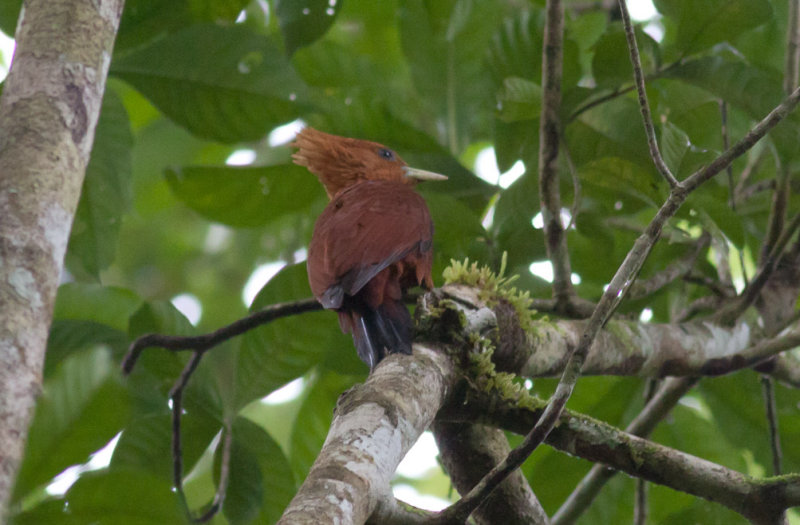 Chestnut-colored Woodpecker