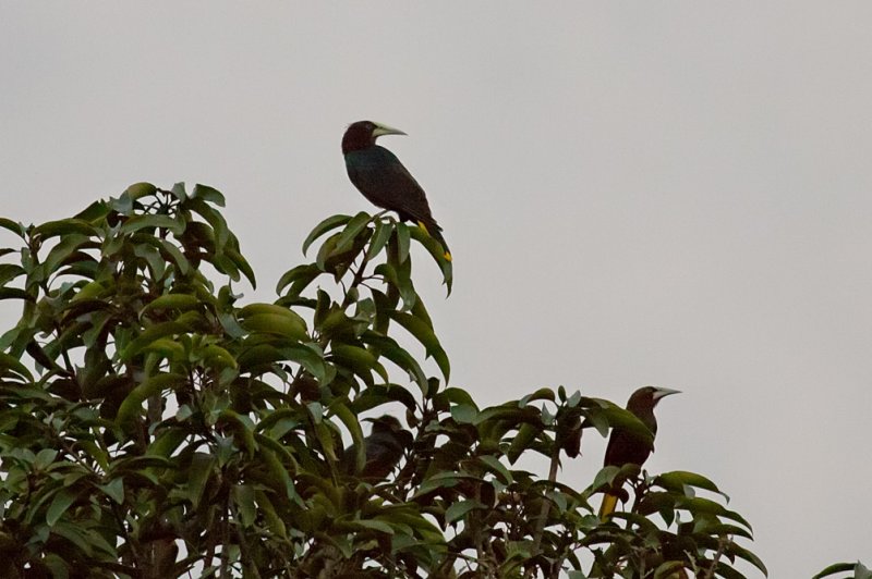 Chestnut-headed Oropendolas