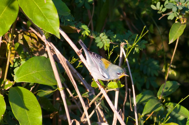 Northern Parula