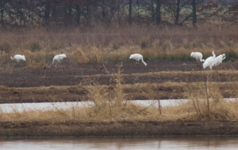 Whooping Cranes