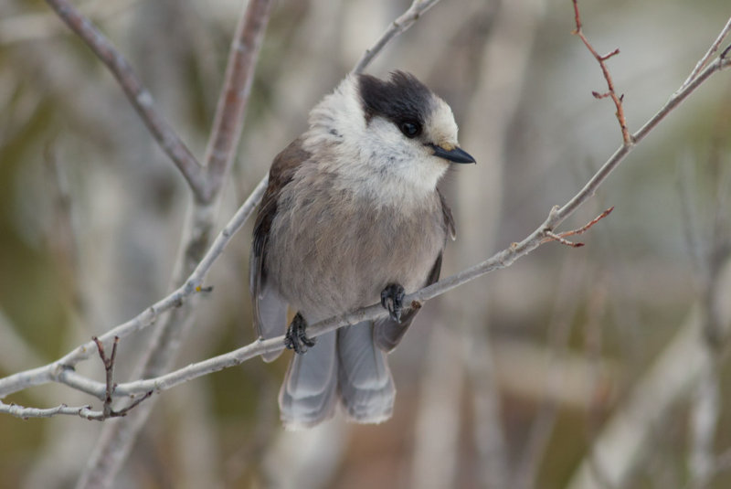 Gray Jay