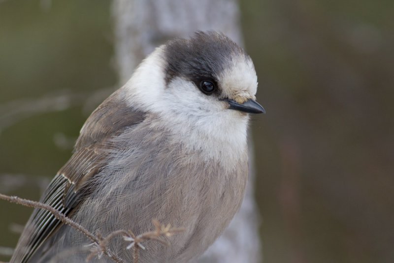 Gray Jay