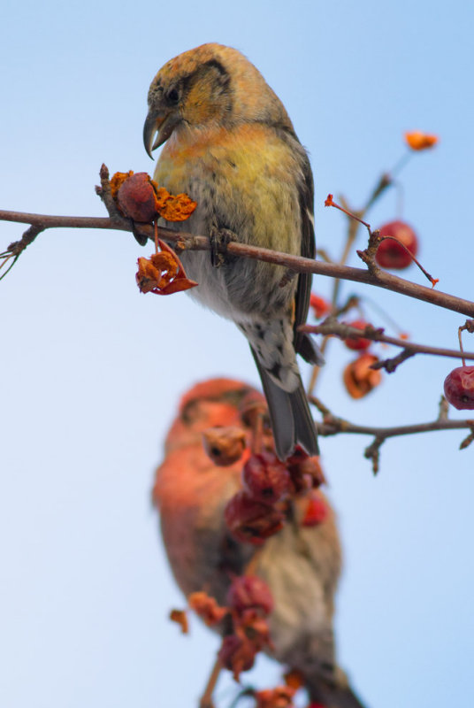 White-winged Crossbill