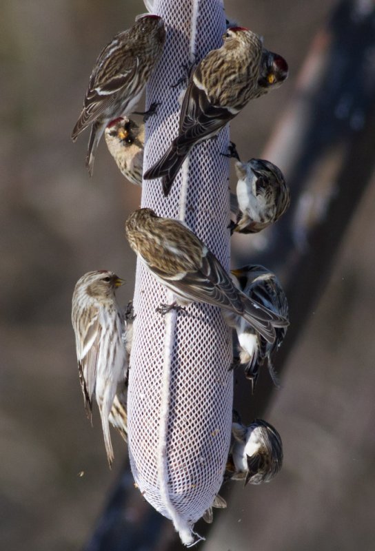 Hoary Redpoll