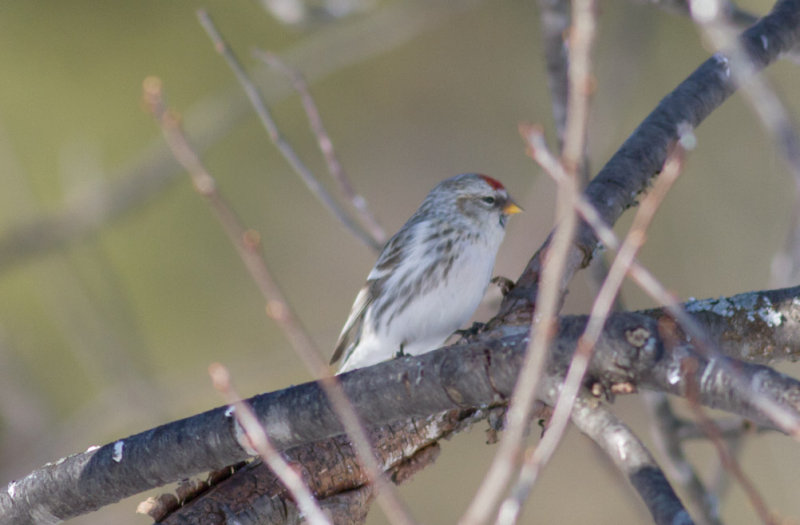 Hoary Redpoll