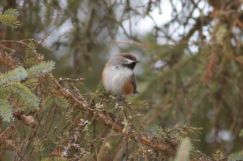 Boreal Chickadee