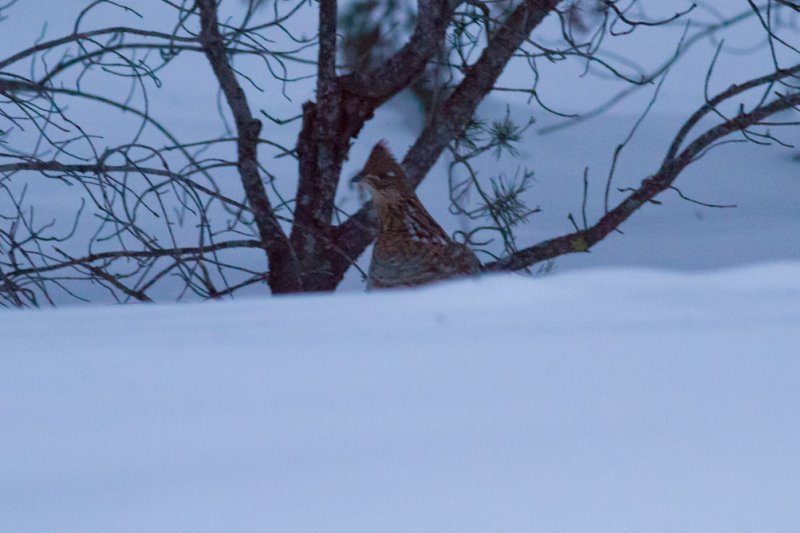 Ruffed Grouse