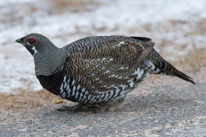 Spruce Grouse