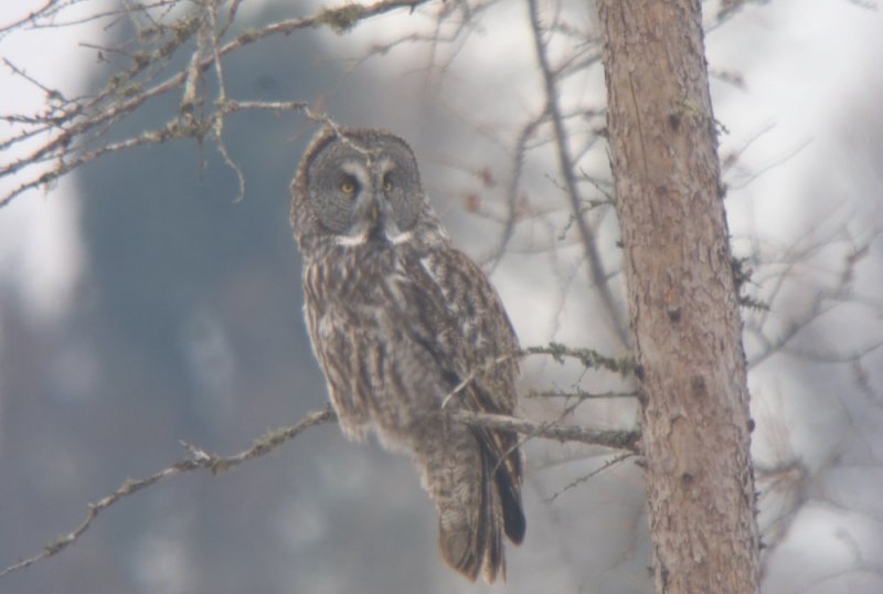 Great Gray Owl
