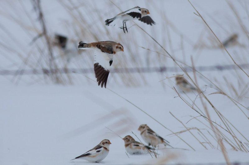 Snow Buntings