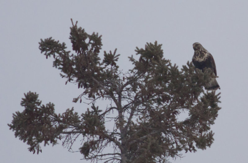 Rough-legged Hawk