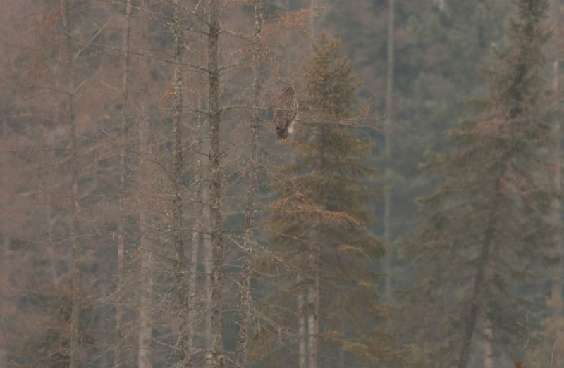 Great Gray Owl